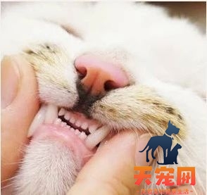 怎么给猫刷牙齿 给猫刷牙需要掌握技巧！