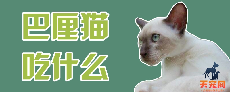 巴厘猫吃什么