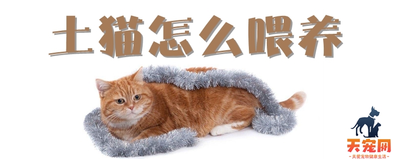 土猫怎么喂养