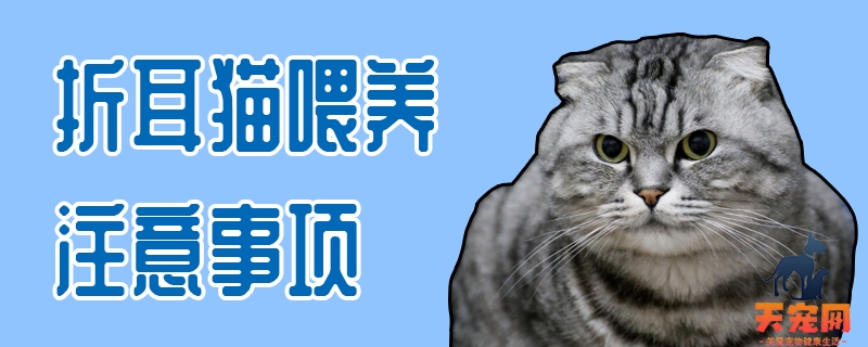 折耳猫喂养注意事项