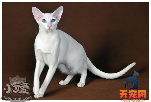 东方短毛猫毛发怎么护理 猫咪毛发护理技巧