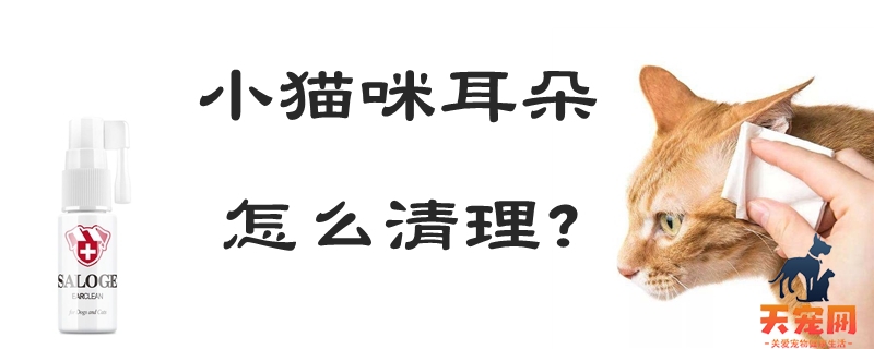 小猫咪耳朵怎么清理