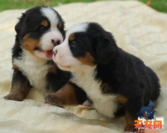 伯恩山犬好养吗，喂养伯恩山的方法技巧