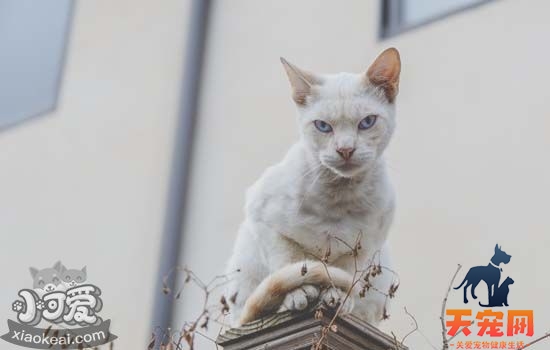 猫不喜欢的五件事情 铲屎官们慎行啊！