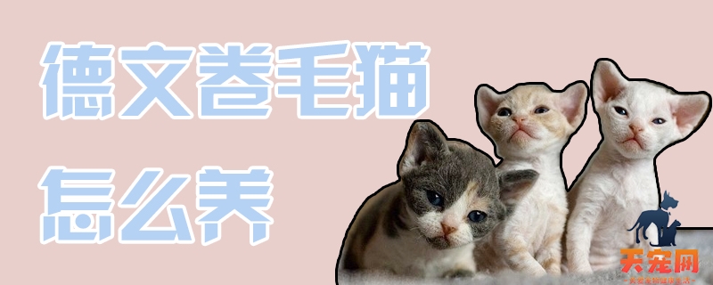 德文卷毛猫怎么养