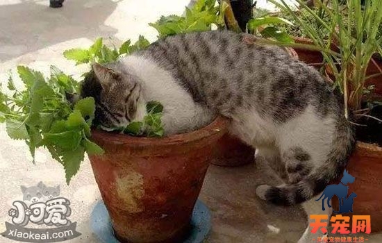 猫薄荷多久用一次 猫薄荷会让猫咪上瘾吗