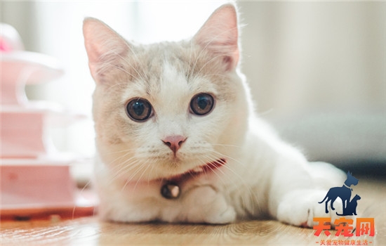 猫咪结膜炎用什么药好 猫咪结膜炎用的药