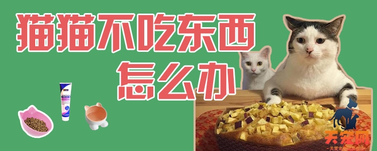 猫猫不吃东西怎么办