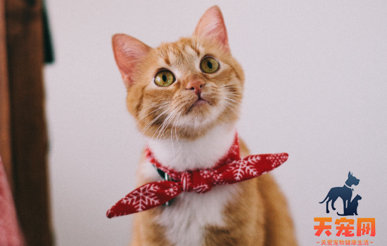 猫变胖和怀孕的区别 猫变胖和怀孕的怎么分别