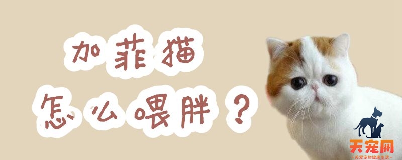 加菲猫怎么喂胖