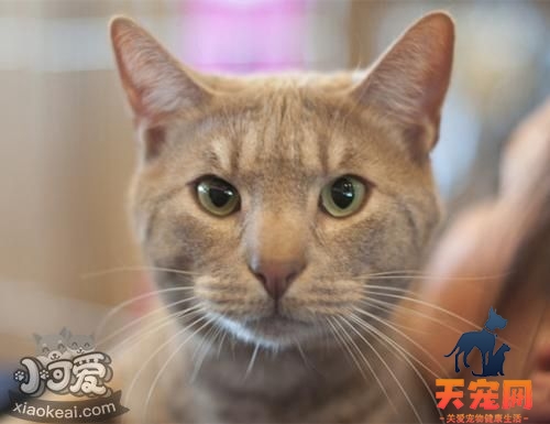 奥西猫怎么养 奥西猫喂食方法