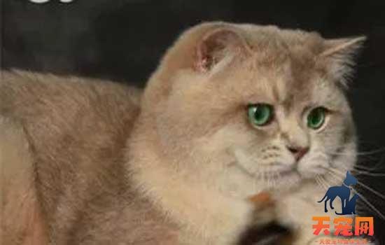 猫能吃核桃仁吗 猫咪绝对不能吃核桃！