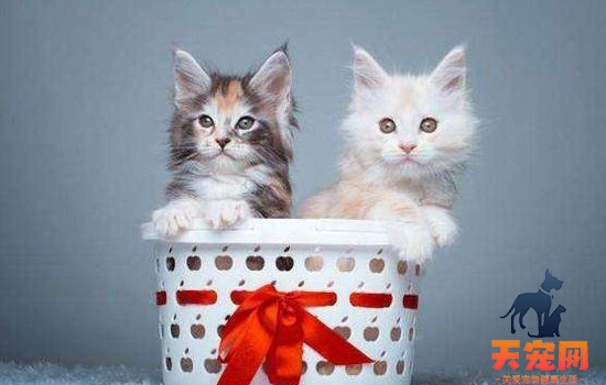 小奶猫为什么养不熟 可能是爱无能的表现
