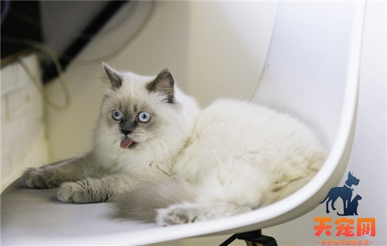 猫拉肚子怎么办 猫咪拉肚子的原因有哪些