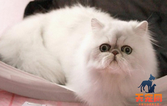 猫咪哺乳期可以用猫藓药膏吗 哺乳期不要乱用药了！