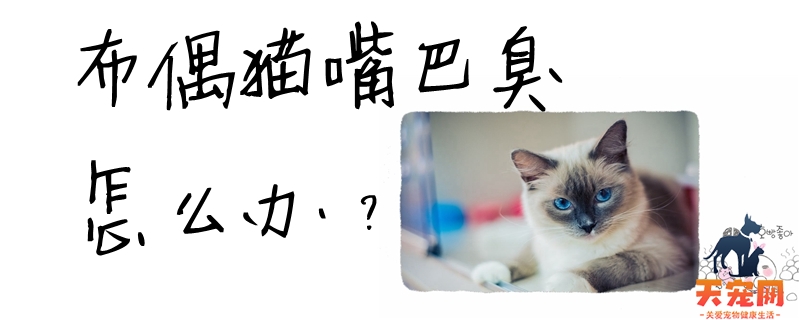 布偶猫嘴巴臭怎么办