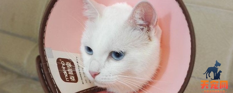 猫咪眼睛肿胀充血 可能是结膜炎导致的！