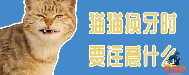 猫猫换牙时要注意什么