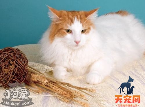 威尔斯猫毛发怎么护理 威尔斯猫毛发日常护理