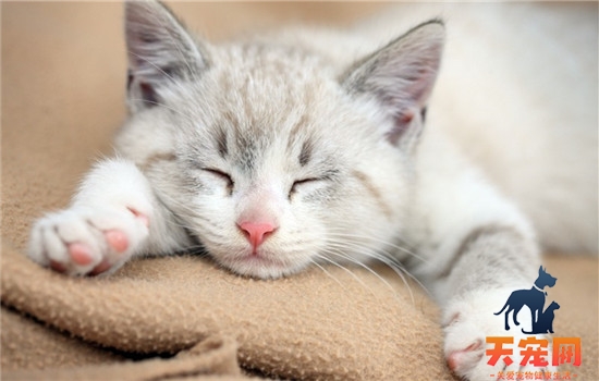 猫为什么会掉毛 猫咪掉毛的四种原因你知道吗