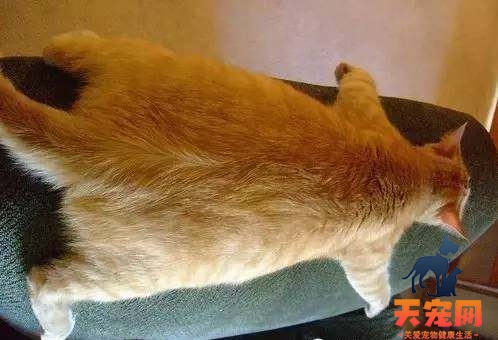 橘猫为什么那么喜欢叫 橘猫可能是没有猫粮了