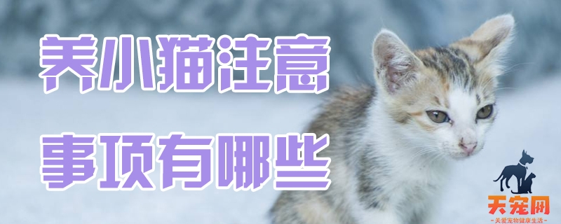 养小猫注意事项有哪些