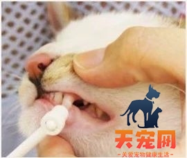 怎么给猫刷牙齿 给猫刷牙需要掌握技巧！