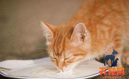 猫喝凉水会不会拉肚子 凉水就不要给猫咪喂了！