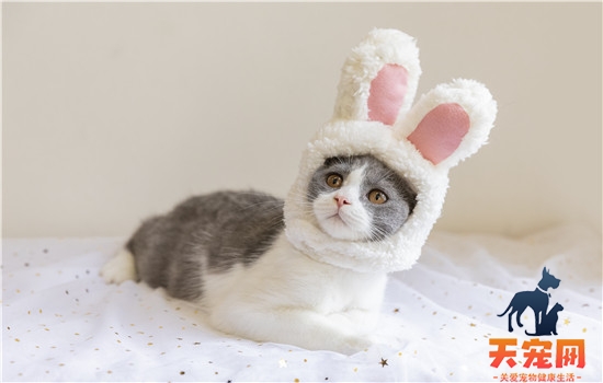猫吃了炸鸡会怎样 什么东西适合猫咪吃?