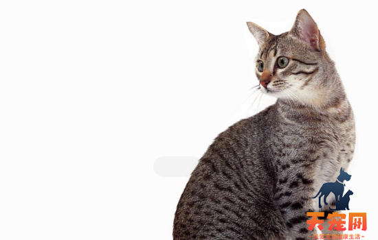 猫吃猫砂怎么办 你的猫竟然还吃猫砂啊！