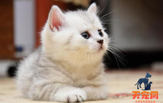 猫脚扭伤的反应 猫脚扭伤你还不注意护理吗？