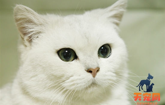 猫缺钙早期症状 猫缺钙的表现