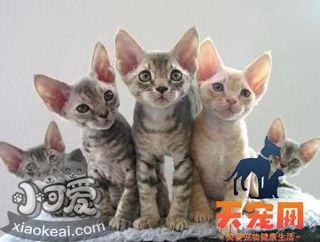 德文卷毛猫养护注意什么 德文卷毛猫养护注意事项