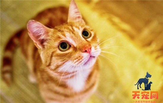 怎么缓解猫咪情绪 猫咪的尾巴代表了猫咪的情绪