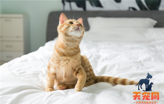 猫可以吃人的消炎药吗 不建议给猫吃人的消炎药